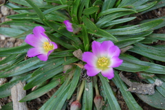 Calandrinia colchaguensis