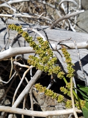 Rumex triangulivalvis