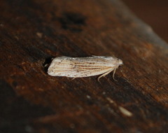 Eucosma ambodaidaleia