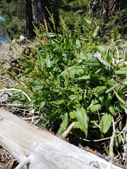 Rumex triangulivalvis