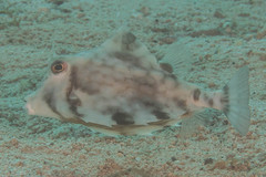 Humpback Turretfish photo 3