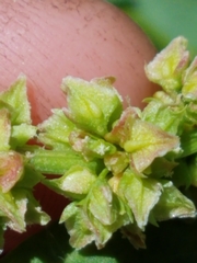 Rumex triangulivalvis