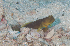 Cryptocentrus fasciatus