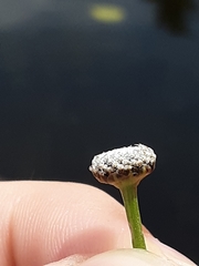 Eriocaulon aquaticum