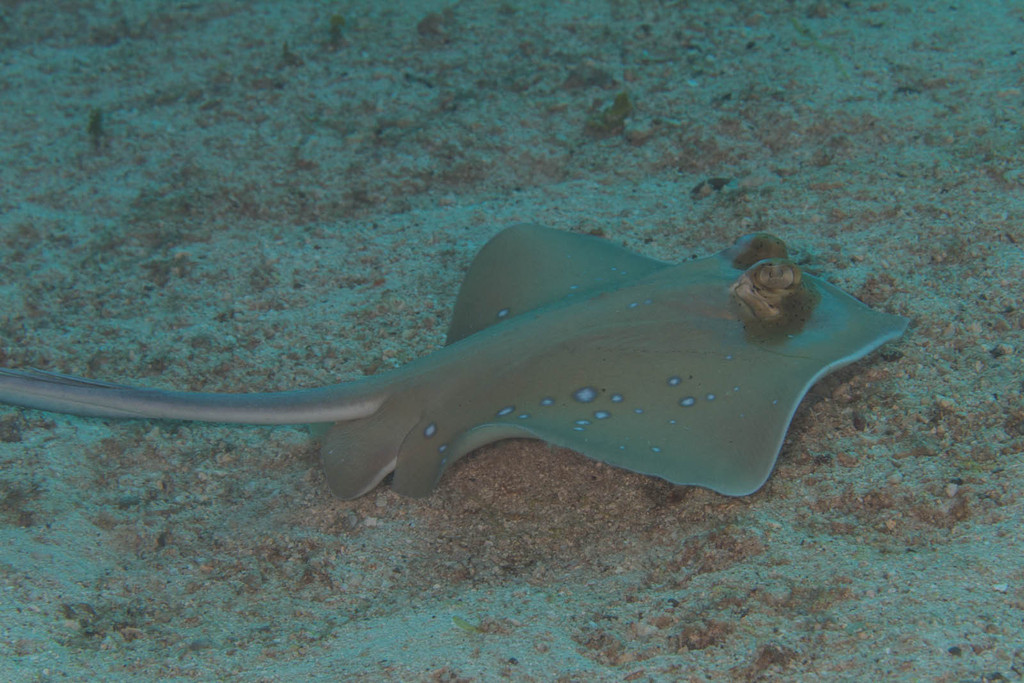Solomon Maskray