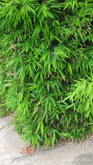 Phyllostachys nigra henonis