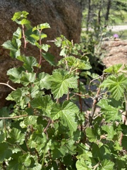Rubus deliciosus