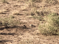 Xerospermophilus spilosoma