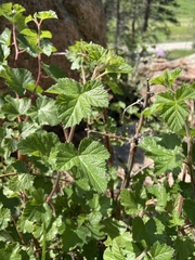Rubus deliciosus