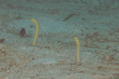 Heteroconger taylori