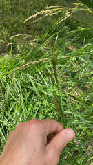 Carex pallescens