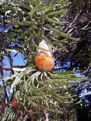 Banksia victoriae