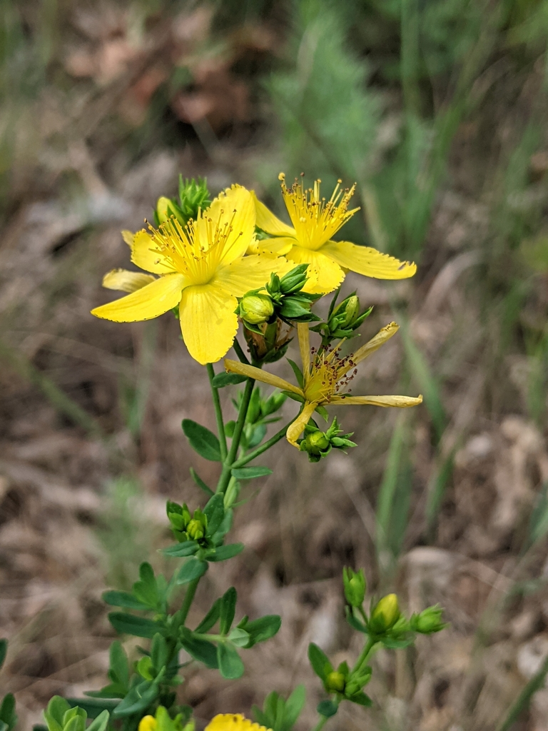 Hypericum perforatum, East Lansing, MI 48824, USA