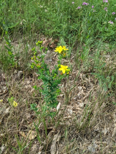 Hypericum perforatum