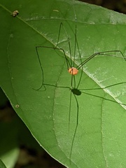 Leiobunum aldrichi