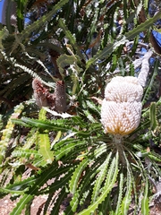 Banksia victoriae