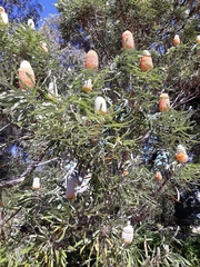 Banksia victoriae