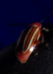 Disonycha conjugata