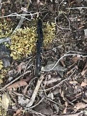 Plethodon glutinosus