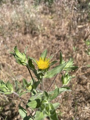 Heterotheca resinolens