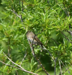 Carpodacus erythrinus grebnitskii