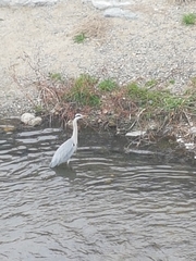 Ardea cinerea