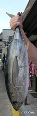 Thunnus albacares