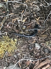 Plethodon glutinosus