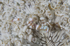 Ancylomenes magnificus