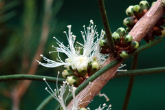 Melaleuca teretifolia