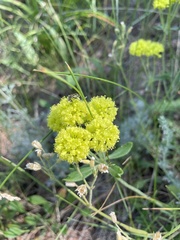 Eriogonum flavum