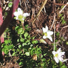 Arenaria biflora