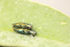 Agrilus lacustris