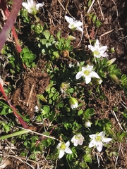 Arenaria biflora