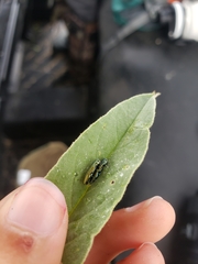 Agrilus lacustris