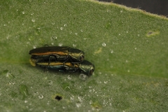 Agrilus lacustris