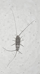 Thermobia domestica