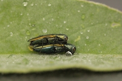 Agrilus lacustris