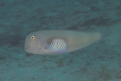 Iniistius aneitensis