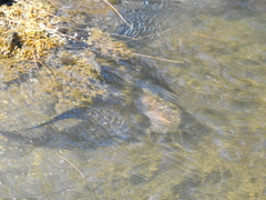 Gymnothorax undulatus