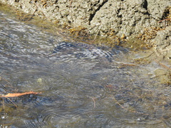 Gymnothorax undulatus