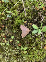 Eulepidotinae