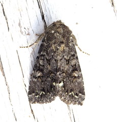 Melanchra pulverulenta