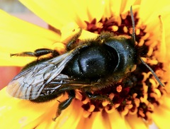 Osmia montana