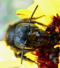 Osmia montana