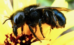 Osmia montana