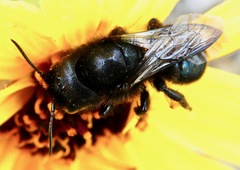 Osmia montana