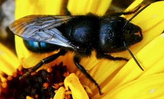 Osmia montana