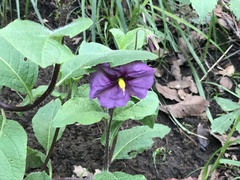 Lycianthes moziniana