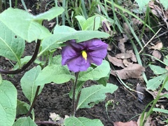 Lycianthes moziniana